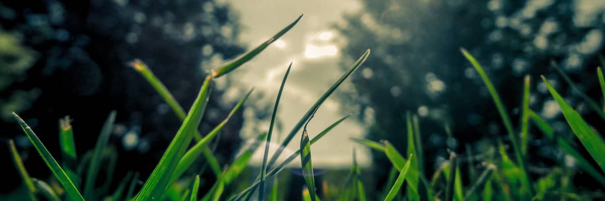 Cut Some Green to Make Some Green